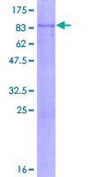 ab152270 on a 12.5% SDS-PAGE stained with Coomassie Blue.