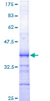 ab152271 on a 12.5% SDS-PAGE stained with Coomassie Blue.