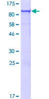 ab163119 on a 12.5% SDS-PAGE stained with Coomassie Blue.