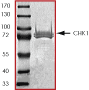 ab60762 on SDS-PAGE, MW ~82kDa.