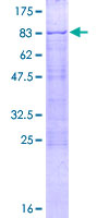 ab165208 on a 12.5% SDS-PAGE stained with Coomassie Blue.