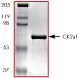 ab60763 on SDS-PAGE, MW ~70kDa.