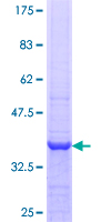 ab158344 on a 12.5% SDS-PAGE stained with Coomassie Blue.