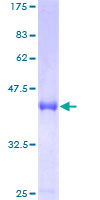 ab163957 on a 12.5% SDS-PAGE stained with Coomassie Blue.