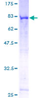 ab162993 on a 12.5% SDS-PAGE stained with Coomassie Blue.