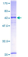 ab162288 on a 12.5% SDS-PAGE stained with Coomassie Blue.