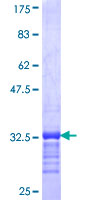 ab165021 on a 12.5% SDS-PAGE stained with Coomassie Blue.