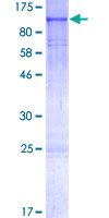 ab159214 on a 12.5% SDS-PAGE stained with Coomassie Blue.