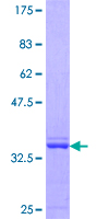 ab163200 on a 12.5% SDS-PAGE stained with Coomassie Blue.