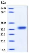 SDS-PAGE of ab168893 with overnight Coomassie Blue staining.