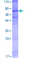 ab163130 on a 12.5% SDS-PAGE stained with Coomassie Blue.