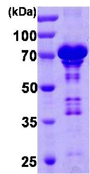 12% SDS-PAGE analysis of 3µg of ab85486