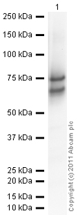 Anti-Chromogranin A antibody ( ab15160 ) at 1/100 dilution + Human Chromogranin A full length protein (ab85486) at 0.01 µg Secondary Goat Anti-Rabbit IgG H&L (HRP) preadsorbed ( ab97080 ) at 1/5000 dilution developed using the ECL technique Performed under reducing conditions. Exposure time : 30 seconds