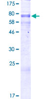 ab158219 on a 12.5% SDS-PAGE stained with Coomassie Blue.
