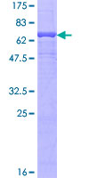 ab158132 on a 12.5% SDS-PAGE stained with Coomassie Blue.