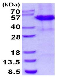 15% SDS-PAGE showing ab130044 (3 µg).