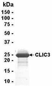 Analysis of CLIC3 Recombinant Protein. 4-20% SDS gradient gel. Coomassie blue staining.