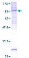 ab164317 on a 12.5% SDS-PAGE stained with Coomassie Blue.