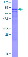 ab162078 on a 12.5% SDS-PAGE stained with Coomassie Blue.