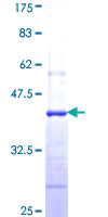 ab163271 on a 12.5% SDS-PAGE stained with Coomassie Blue.