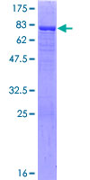 ab164651 on a 12.5% SDS-PAGE stained with Coomassie Blue.