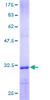 ab158157 on a 12.5% SDS-PAGE stained with Coomassie Blue.