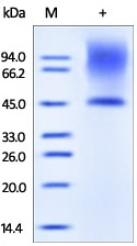 SDS-PAGE analysis of reduced ab167743 and staining overnight with Coomassie Blue. Protein migrates as 45 kDa or higher due to different glycosylation.