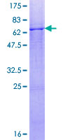 ab162668 on a 12.5% SDS-PAGE stained with Coomassie Blue.