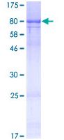 SDS-PAGE analysis of ab132151 on a 12.5% gel stained with Coomassie Blue.