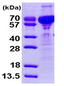 15% SDS-PAGE showing ab93883 at approximately 55.7kDa (3µg).