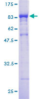 ab163514 on a 12.5% SDS-PAGE stained with Coomassie Blue.