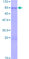 12.5% SDS-PAGE analysis of ab132163 stained with Coomassie Blue.