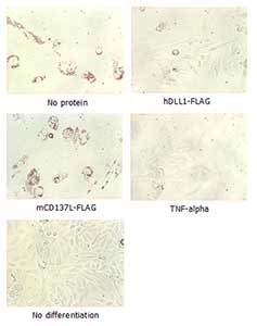 Adipogenesis inhibition of MSCs. MSCs (Mesenchymal stem cells) were maintained in DMEM, supplemented with 10% fetal bovine serum, penicilinstreptomycin and glutamine. For differentiation of MSCs, MSCs were cultured in adipogenic medium which was growth medium supplemented with 1 µM Dexamethasone, 0.5mM IBMX, 10 µg/m lnsulin, 100 µM Indomethacin (day 1). Medium was changed every 3 days. Staining with Oil Red O was typically performed on day 30. For negative controls, TNF-a (20 ng/ml) was added. To immobilize Notch ligands on the plastic surface of the culture plates, plates were incubated with a solution of ab108557 (5 µg/ml) or mCD137-Fc (5 µg/ml) in PBS for 2 hours at 37°C. Plates were then used to differentiate MSCs.