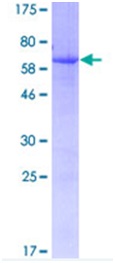 12.5% SDS-PAGE showing ab116792 at approximately 68.24kDa. Stained with Coomassie Blue.