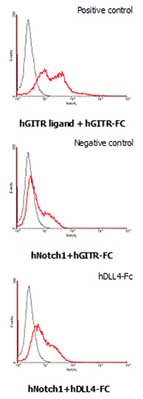 Interaction of Human Notch1 with Human DLL4. HEK293 cells transfected with a Human Notch1 or a Human GITR ligand expressing vector were incubated with 25 µg/ml of Human GITR-Fc or ab108557. Cells were stained with anti-Human IgG (Fc specific) FITC conjugate for DLL4-Fc binding.