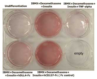 Adipogenesis inhibition of 3T3L-1 cells.