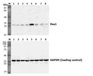 Induction of Hes-1 with the treatment of recombinant Human DLL4-Fc (ab108557). A Mouse preadpipocyte cell line, 3T3L-1, was stimulated with 5 µg/ml of Human DLL4-Fc as in indicated time points and each cell lysate was prepared and subjected to western blot by using anti-Mouse Hes1 or GAPDH. M: Marker 1: hDLL4-Fc, 0 min 2: hDLL4-Fc, 10 min 3: hDLL4-Fc, 30 min 4: hDLL4-Fc, 1 hr 5: hDLL4-Fc, 2 hr 6: hDLL4-Fc, 4 hr 7: hDLL4-Fc, 8 hr 8: hDLL4-Fc, 24 hr