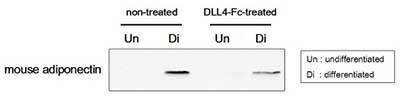 50 µg of cell lysates derived from hDLL4-Fc (ab108557) or non-treated 3T3L-1 cells, which had been either differentiated or undifferentiated, were subjected to Western blot by using a Mouse adiponectin antibody.