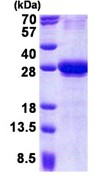 3 µg ab168070 on 15% SDS-PAGE