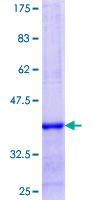 ab163846 on a 12.5% SDS-PAGE stained with Coomassie Blue.