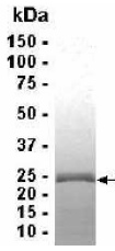 SDS-PAGE: Analysis of (1ug) CRIP2 Recombinant Protein. A band can be seen at about 24 kDa. Commassie blue stained gel.