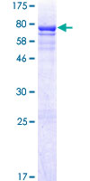 ab162534 on a 12.5% SDS-PAGE stained with Coomassie Blue.