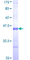 ab162814 on a 12.5% SDS-PAGE stained with Coomassie Blue.