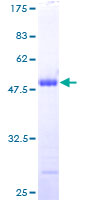 ab162128 on a 12.5% SDS-PAGE stained with Coomassie Blue.