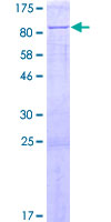 ab162575 on a 12.5% SDS-PAGE stained with Coomassie Blue.