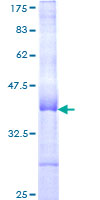 ab162346 on a 12.5% SDS-PAGE stained with Coomassie Blue.