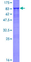 ab162439 on a 12.5% SDS-PAGE stained with Coomassie Blue.