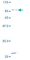 ab163947 on a 12.5% SDS-PAGE stained with Coomassie Blue.