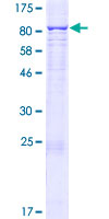 ab165256 on a 12.5% SDS-PAGE stained with Coomassie Blue.