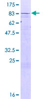 ab165854 on a 12.5% SDS-PAGE stained with Coomassie Blue.